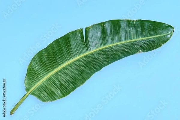 Obraz Lush green banana leaf against a vibrant light blue background.