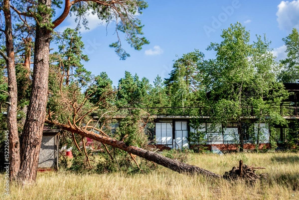 Obraz Fallen tree in summer forest after hurricane, showcasing nature's resilience and destruction
