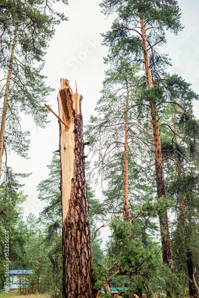 Obraz Torn tree trunk in a dense forest after a summer hurricane, showcasing nature's resilience and power