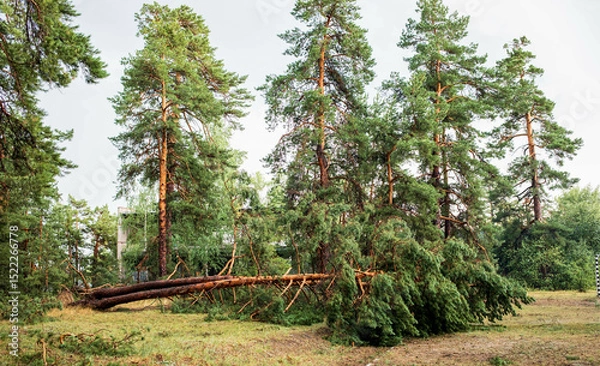 Obraz Fallen tree in a forest after hurricane, showcasing nature's resilience and summer aftermath