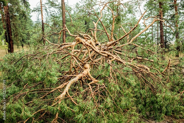 Obraz Fallen tree branches and foliage scattered across forest floor after summer hurricane event