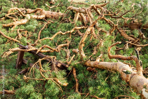Obraz Fallen trees and branches scattered on forest floor after summer hurricane event in nature