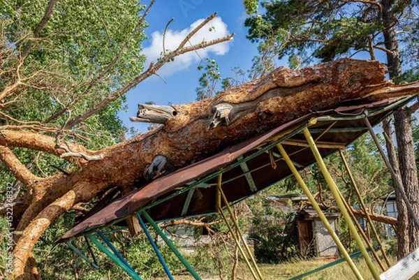 Obraz Fallen tree on damaged structure after hurricane in summer forest landscape