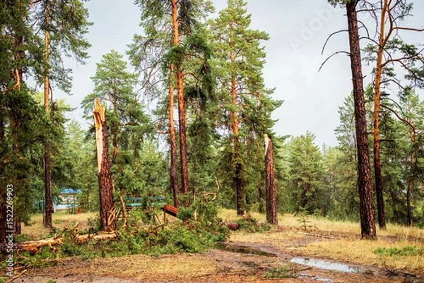 Obraz Storm-damaged forest landscape with fallen trees and lush greenery in summer atmosphere