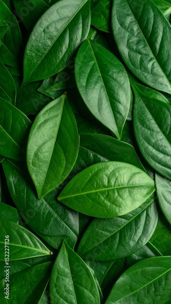Obraz Vibrant green leaves are carefully arranged, highlighting their various shapes and textures. The natural light enhances the colors, creating an appealing visual of foliage.