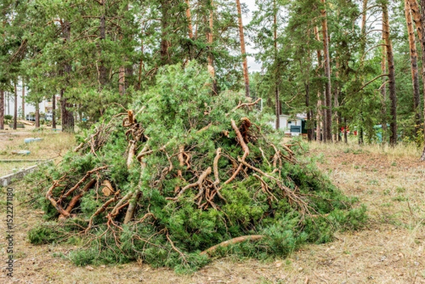 Obraz Pile of fallen branches and pine needles in a forest after a summer hurricane event
