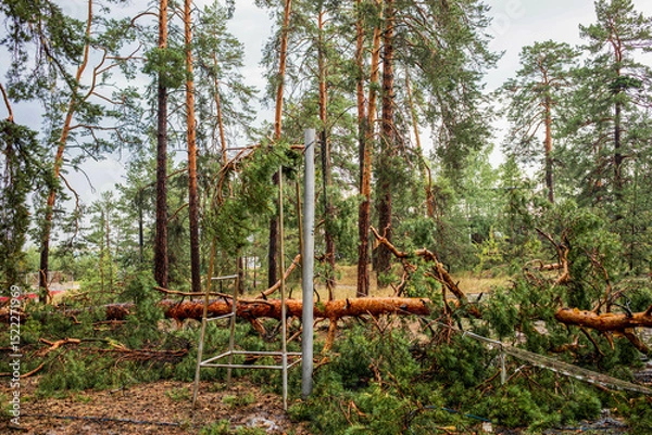 Obraz Fallen trees and debris scattered across forest landscape after summer hurricane event