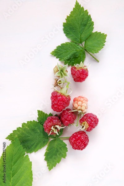 Obraz ラズベリーと葉