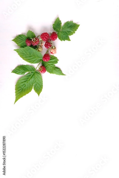 Obraz ラズベリーと葉のメッセージカード白背景