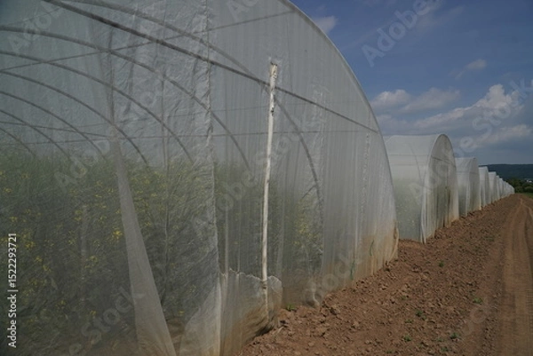 Fototapeta Completely enclosed greenhouses of a seed company that do not allow access to free-living insects in order to prevent cross-pollination. Crossbreeding of new rapeseed varieties in Einbeck, Germany.