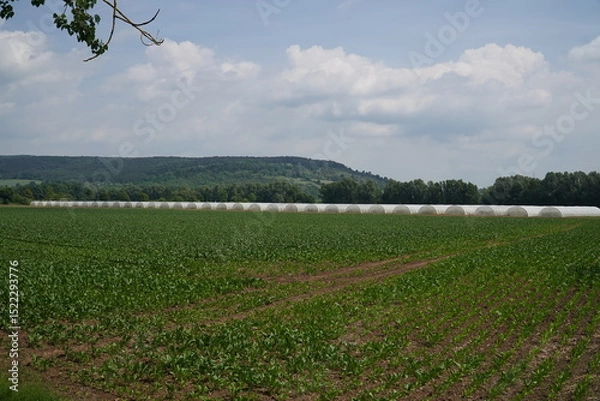 Fototapeta Completely enclosed greenhouses of a seed company that do not allow access to free-living insects in order to prevent cross-pollination. Crossbreeding of new rapeseed varieties in Einbeck, Germany.