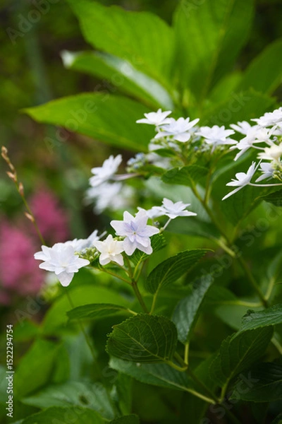 Obraz 夏の庭の紫陽花の花