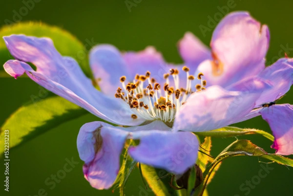 Fototapeta Close-up of a wild flower with focus on stamens and pollen grains under golden sunset light. The shallow depth creates a dreamy natural background that enhances its fragile elegance