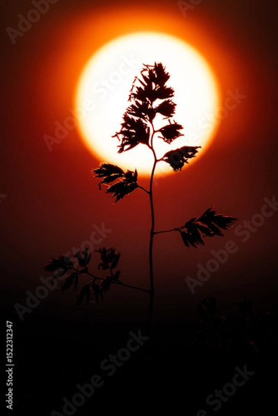 Fototapeta Sharp silhouette of a field plant framed against the blazing disc of a setting sun. A dramatic play of light and shape, this image conveys nature’s contrast and fleeting beauty