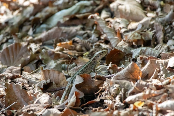 Fototapeta A lizard camouflaged among dry forest leaves on the forest floor. Captured in natural daylight, this wildlife shot highlights the reptile’s textured skin and remarkable ability to blend in