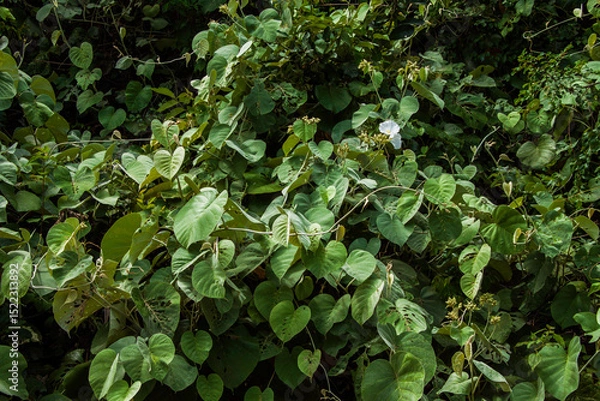 Obraz Dark tropical foliage background with dense green heart-shaped leaves. Mysterious jungle texture in deep shadows, ideal for natural, botanical, or eco-themed designs. 