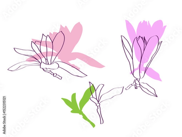 Fototapeta Magnolia.Vector.Image on white and color background.