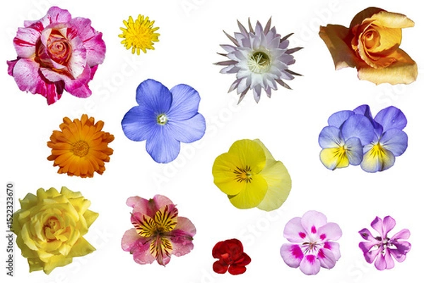 Obraz Flores variadas de colores