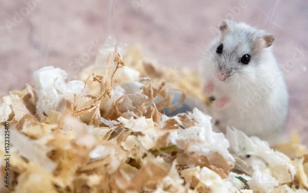 Obraz Djungar hamster in cage care about hamsters