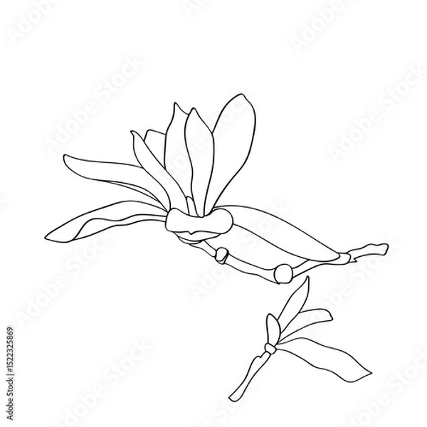 Fototapeta Magnolia.Vector.Image on white and color background.