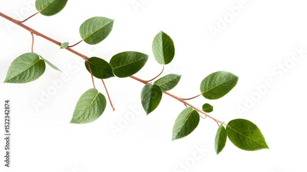 Obraz Green Plant Branch with Leaves on White Background