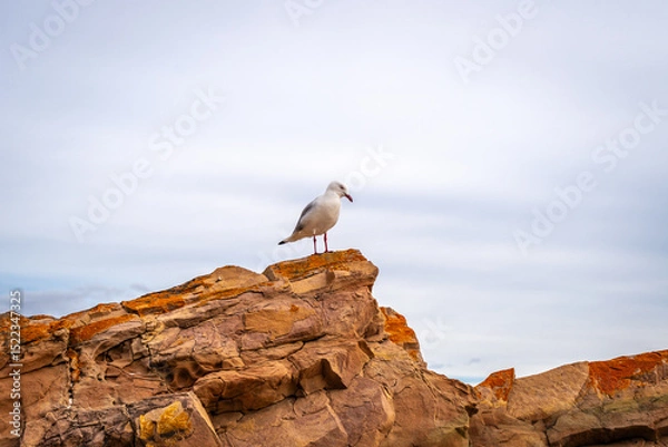 Fototapeta Close-up of a seagull on a rock at Stokes Bay Beach, Australia