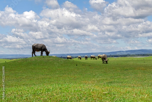Fototapeta A peaceful scene of water buffalo grazing in the expansive grassland near Nam Un Dam in Sakon Nakhon, Thailand, under a clear sky and natural rural setting.