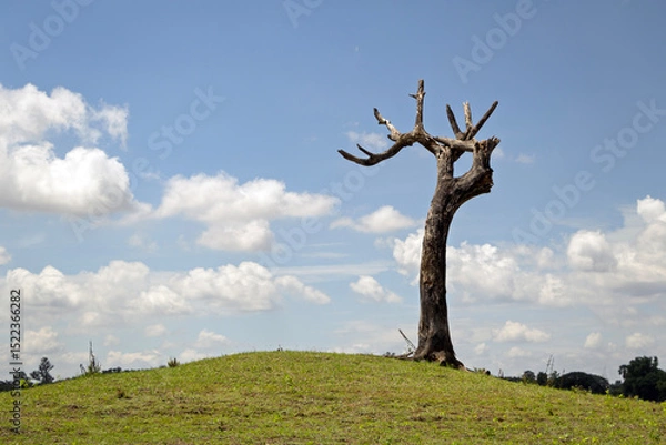 Fototapeta A large dead tree stands in contrast amid a vibrant green meadow, symbolizing nature's cycle of life and decay. Ideal for environmental and conceptual themes.