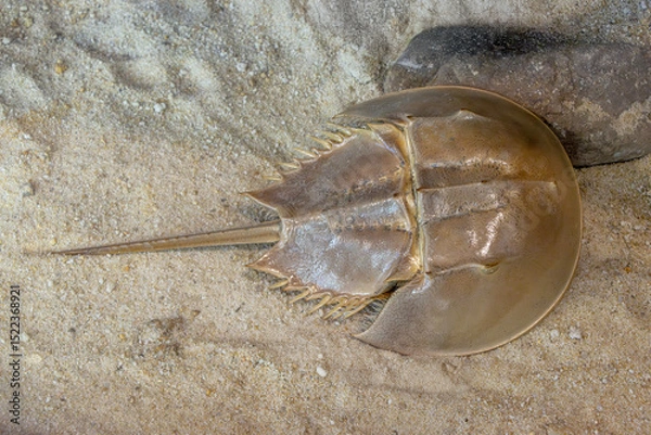 Obraz The Horseshoe crab (Limulus Polyphemus)