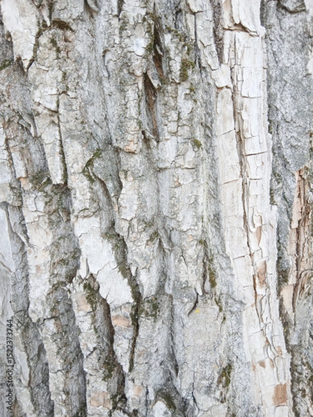Fototapeta wooden texture background surface tree trunk