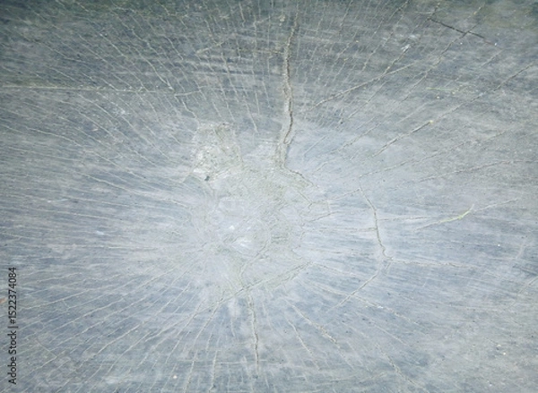 Fototapeta wooden texture background surface of a cut tree stump