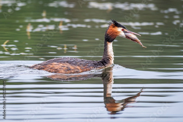 Obraz The great crested grebe (Podiceps cristatus) is a member of the grebe family of water birds