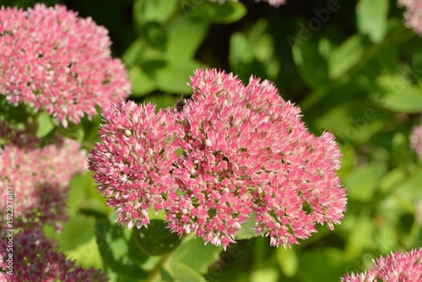 Fototapeta  Große Fetthenne, Sedum telephium