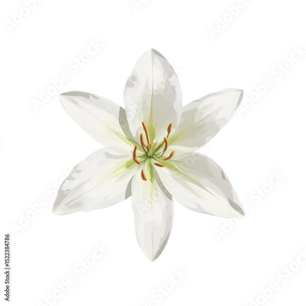 Fototapeta Digital illustration of a white lily with soft glossy petals, high contrast, clean white background.