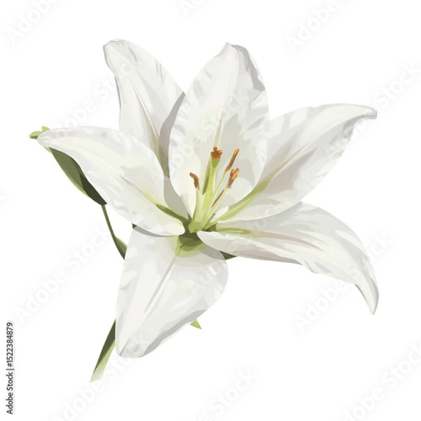 Fototapeta Digital illustration of a white lily with soft glossy petals, high contrast, clean white background.