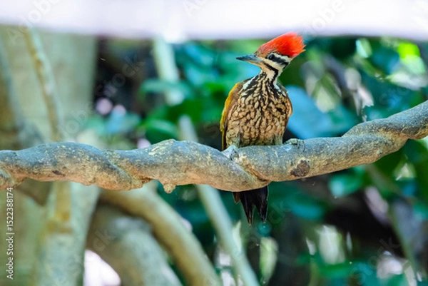 Fototapeta The Common Flameback in nature