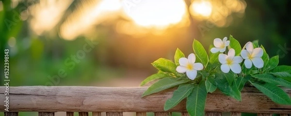 Fototapeta Delicate white flowers on a wooden fence, with a blurred natural background at sunset.
