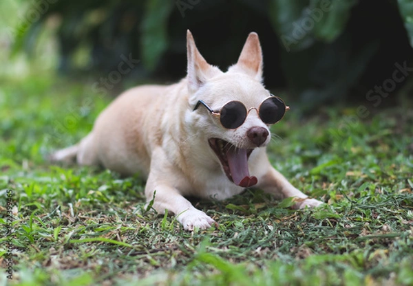 Fototapeta brown chihuahua dog wearing sunglasses lying down on  green grass in the garden, yawning with his mouth opened.