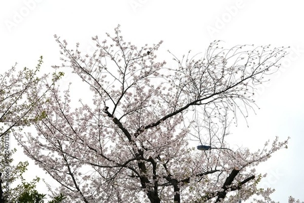 Fototapeta Close-up of cherry blossom branches in full bloom against a clean white background. The soft pink petals and delicate branches represent the beauty of spring in Japan. Perfect for use in design.