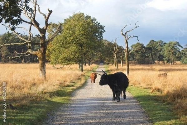 Fototapeta Wild highlander cow in National Park Deelerwoud in the East of the Netherlands