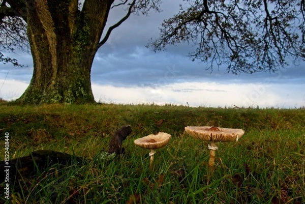 Fototapeta Large mushrooms in the National Park Deelerwoud in the Netherlands