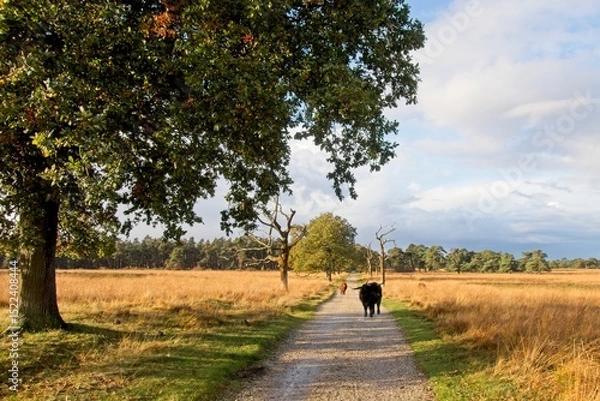 Fototapeta Wild highlander cow in National Park Deelerwoud in the East of the Netherlands
