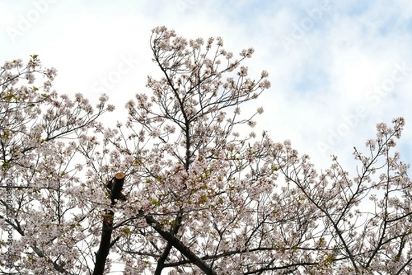 Fototapeta Close-up of cherry blossom branches in full bloom against a clean white background. The soft pink petals and delicate branches represent the beauty of spring in Japan. Perfect for use in design.