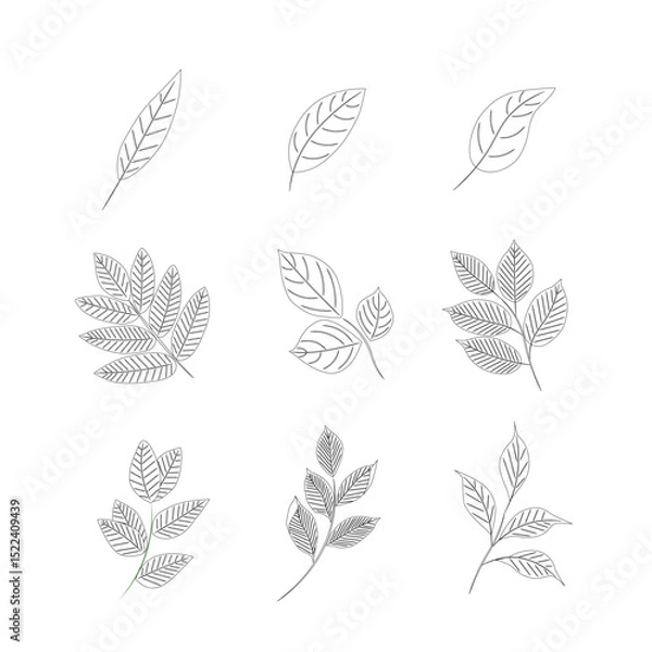 Fototapeta Botanical vector set of leaves and twigs on white background