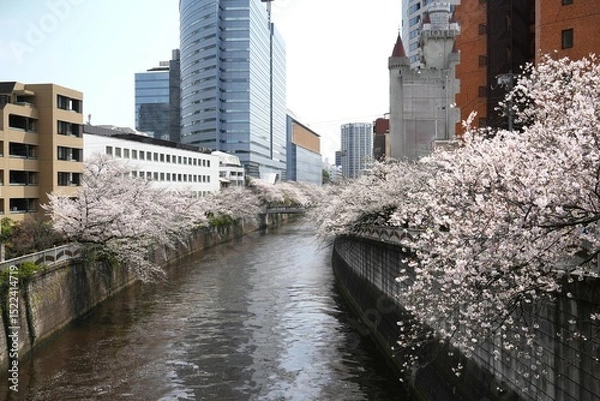 Fototapeta a serene urban river in Japan, lined on both sides by magnificent cherry trees in full, delicate bloom. Modern city buildings rise in the background, creating a captivating contrast between natural be