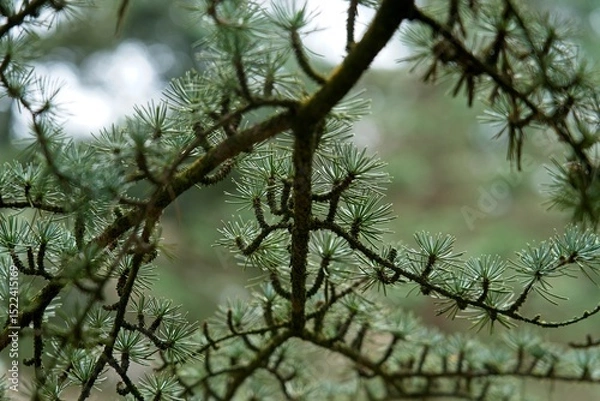 Fototapeta Detail of coniferous tree in Pinetum in Lunteren in Gelderland Netherlands