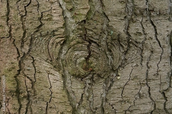 Fototapeta Detail of coniferous tree trunk in Pinetum in Lunteren in the Netherlands