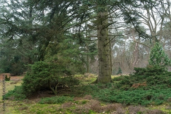 Fototapeta Conifers and other coniferous trees in the arboretum Pinetum in Lunteren on the Veluwe in the Netherlands