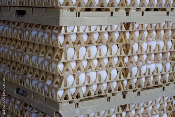 Fototapeta Pellet with egg crates and thousands of eggs waiting to be shipped to distribution center