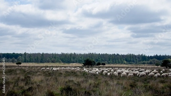 Fototapeta Herd of sheep at the heather fields around the town of Ede on the Veluwe in the Netherlands on the Edese Heide and Ginkelse Heide